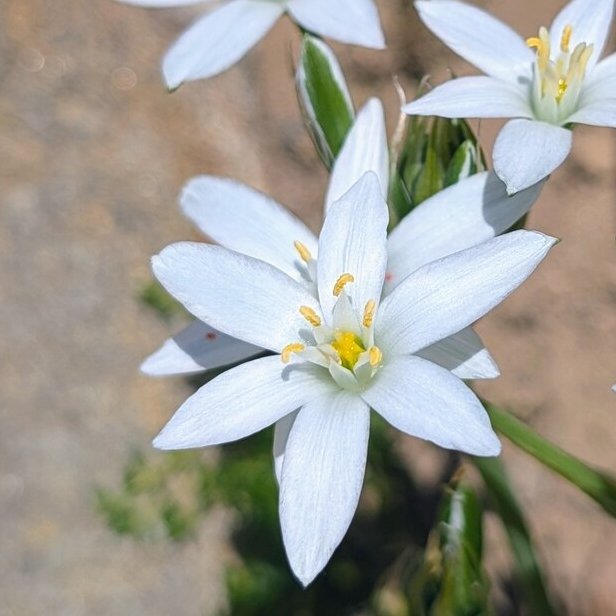 Milchstern