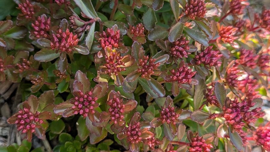 Teppichsedum / Asienfetthenne