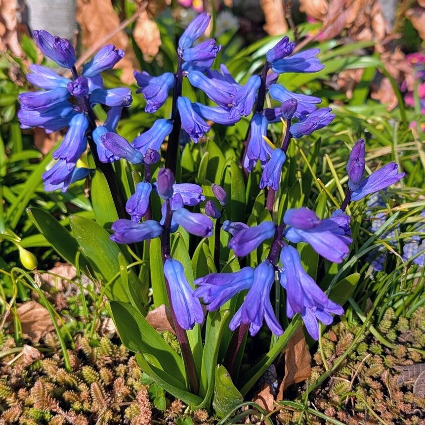 Gartenhyazinthe