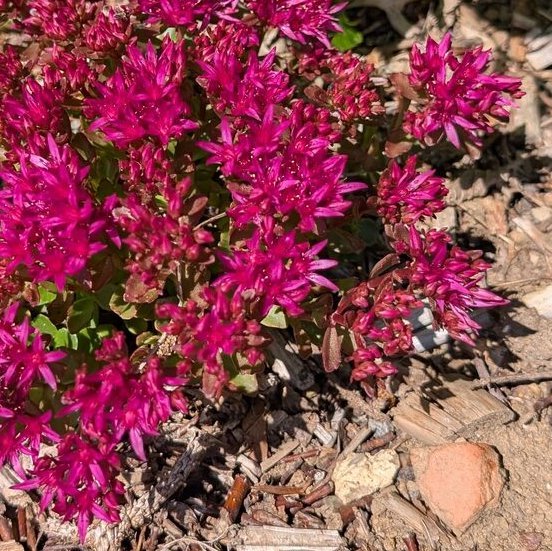 Teppichsedum / Asienfetthenne