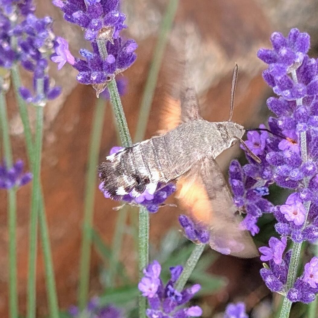 Kräuter
