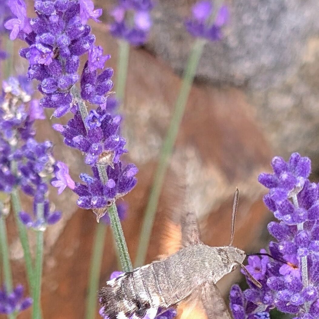 Lavendel