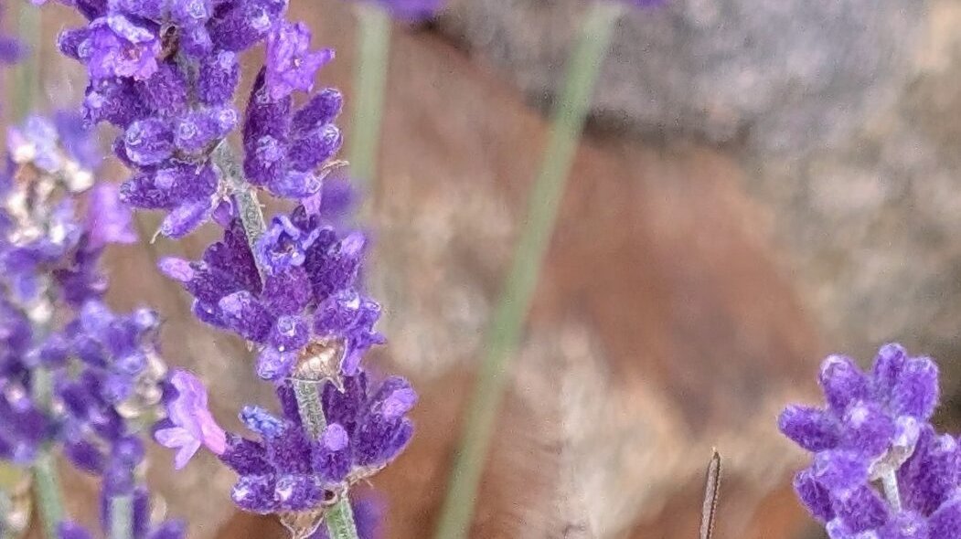 Lavendel