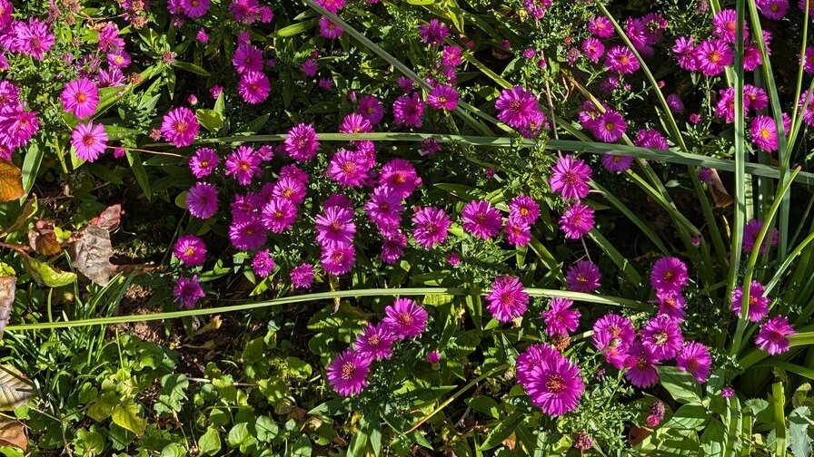 Aster