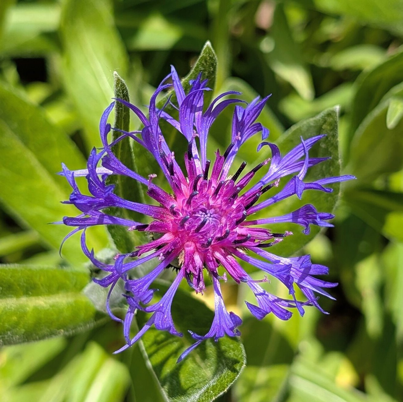 Bergflockenblume
