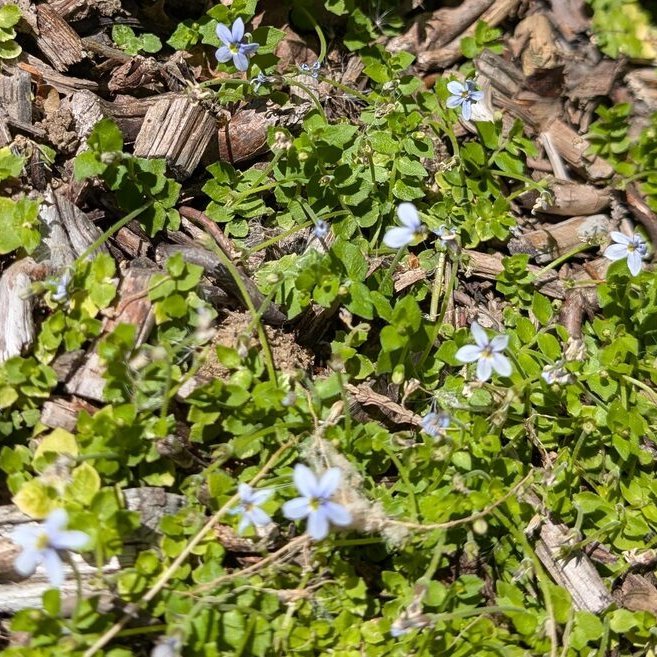 Blauer Bubikopf