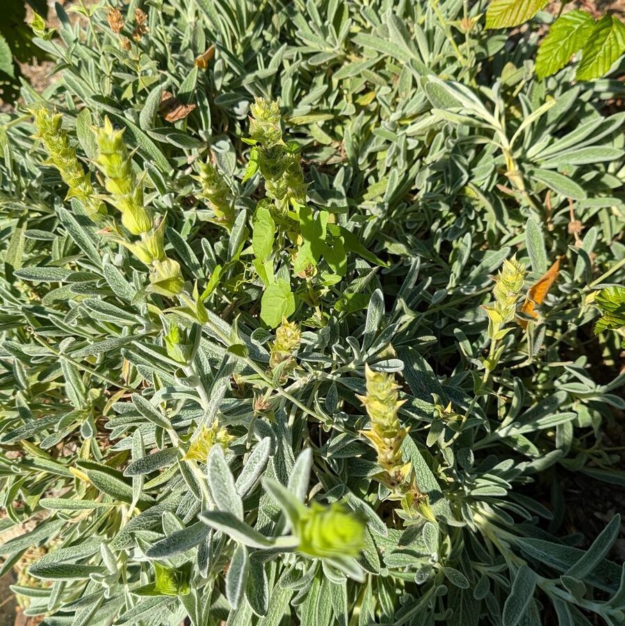 Griechischer Bergtee