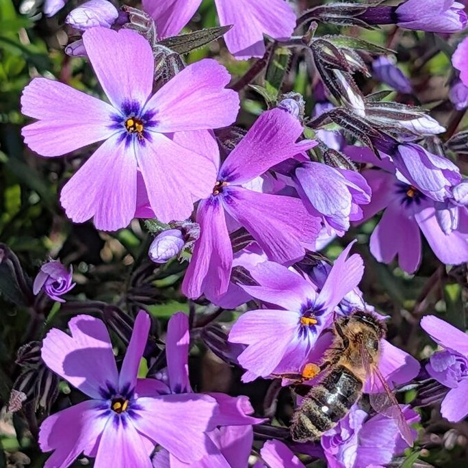 Teppich-Phlox