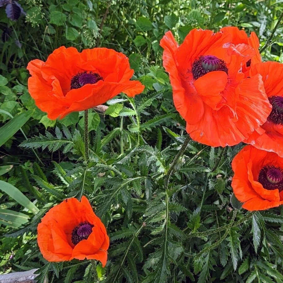 Mohn