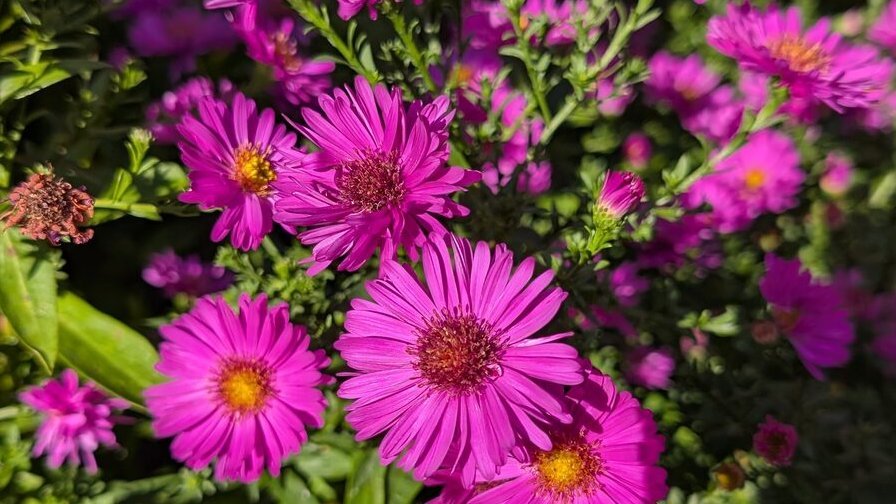 Aster