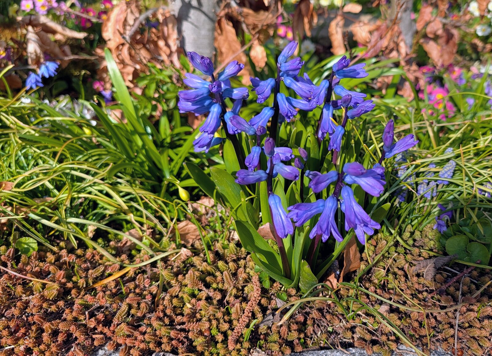 Gartenhyazinthe