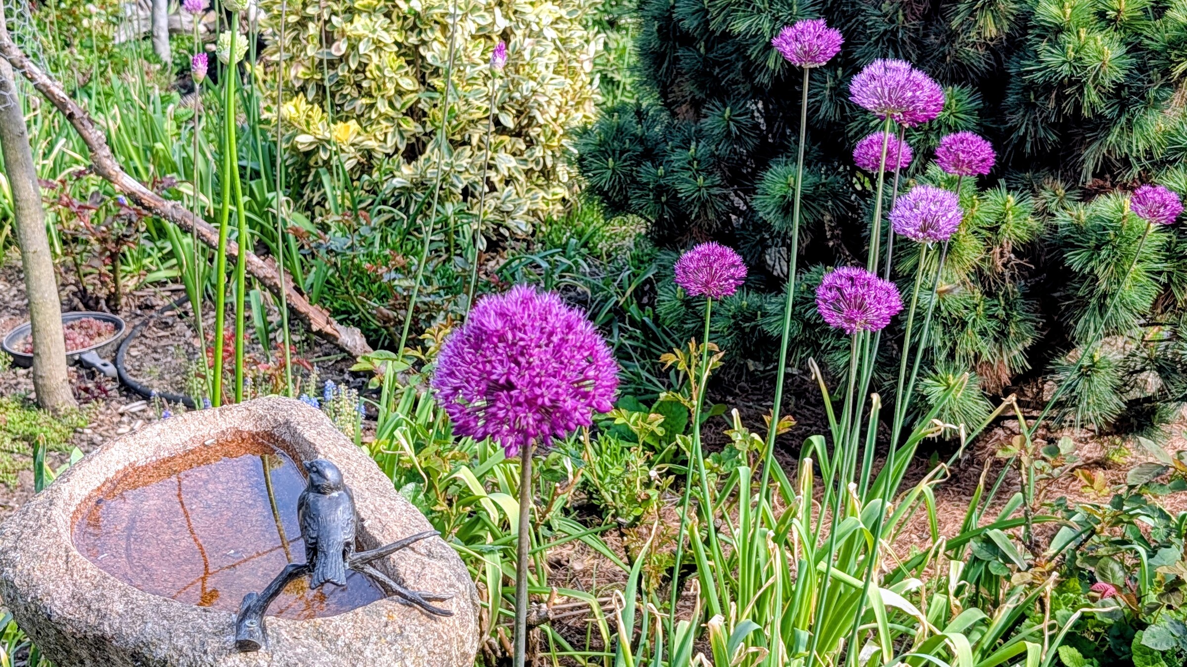 Allium