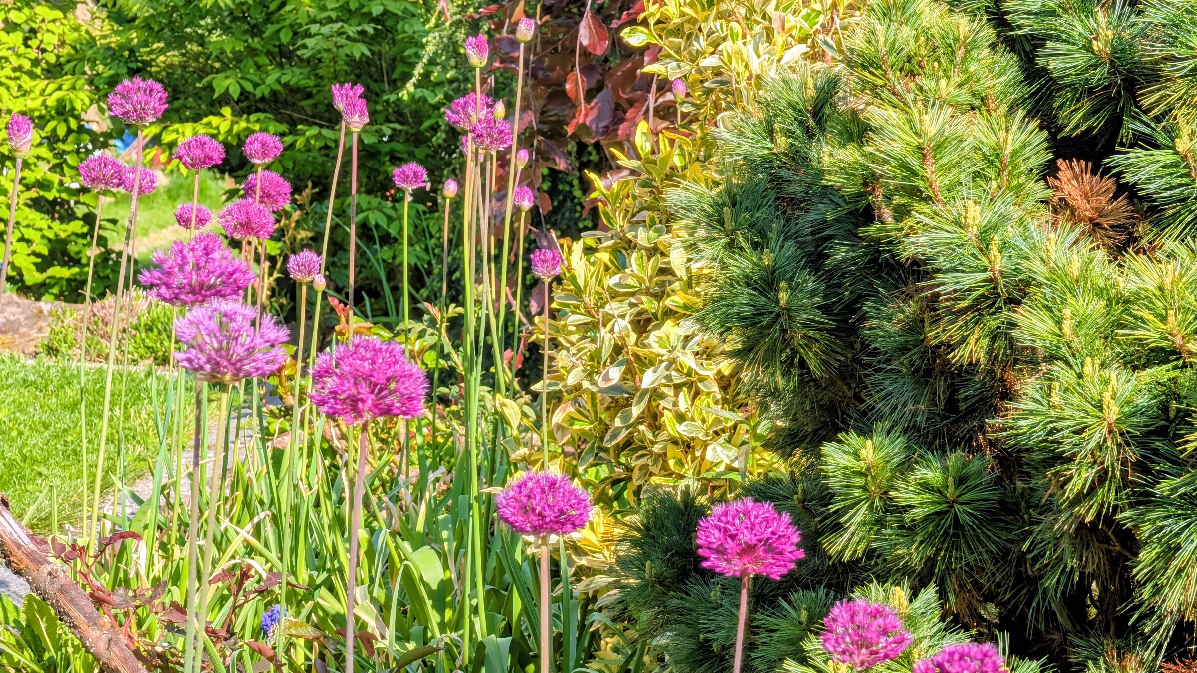 Allium