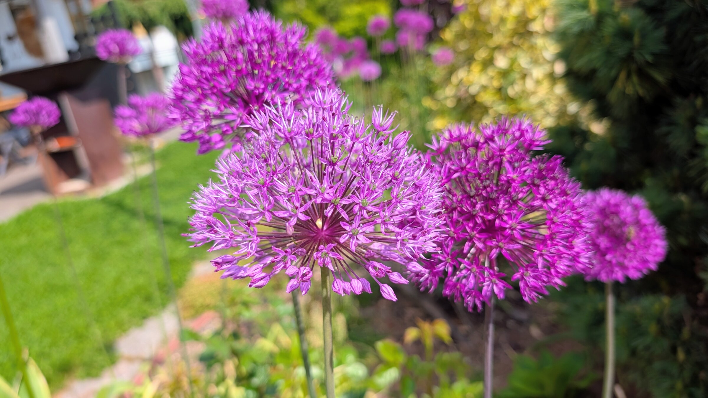 Allium