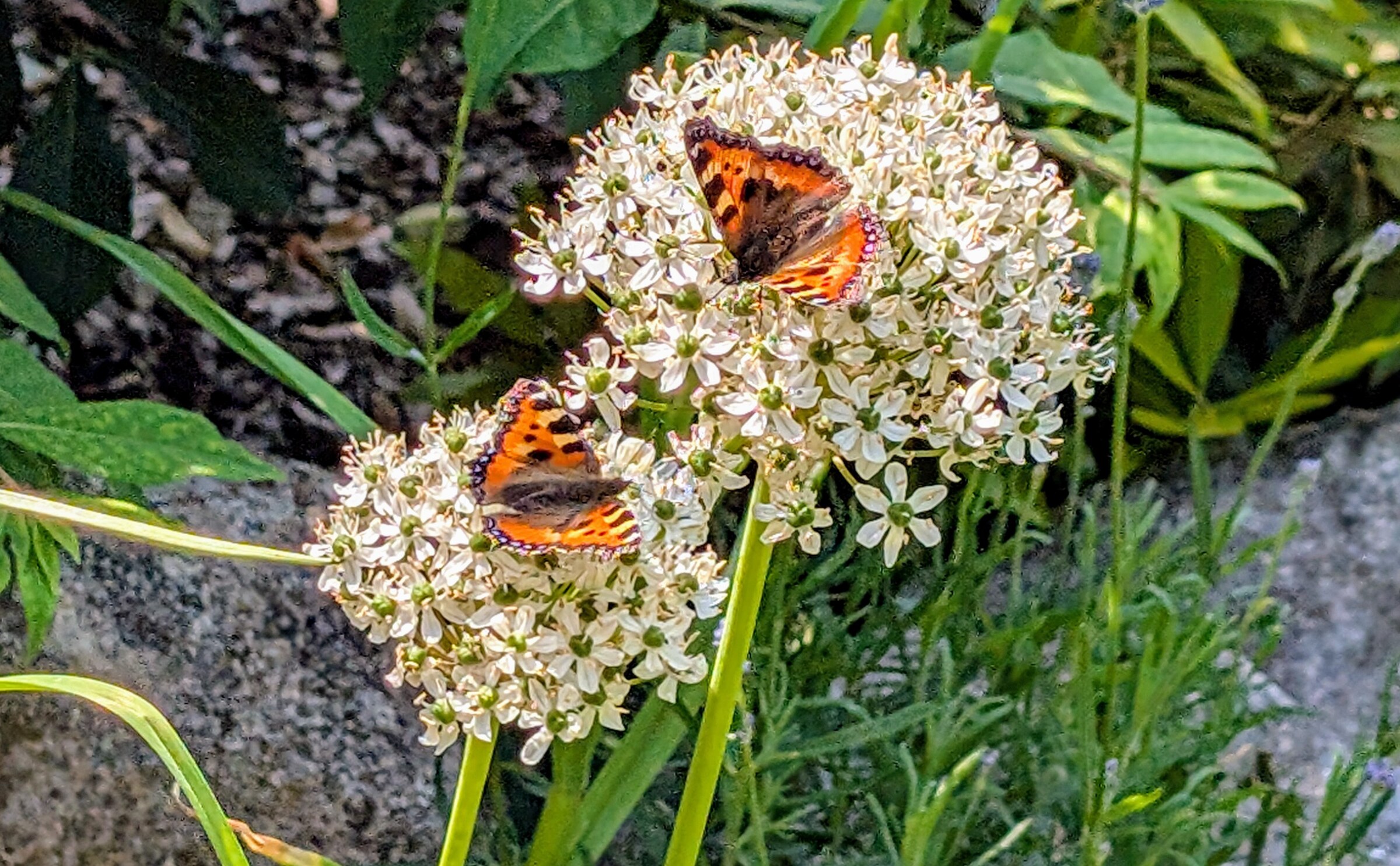 Allium