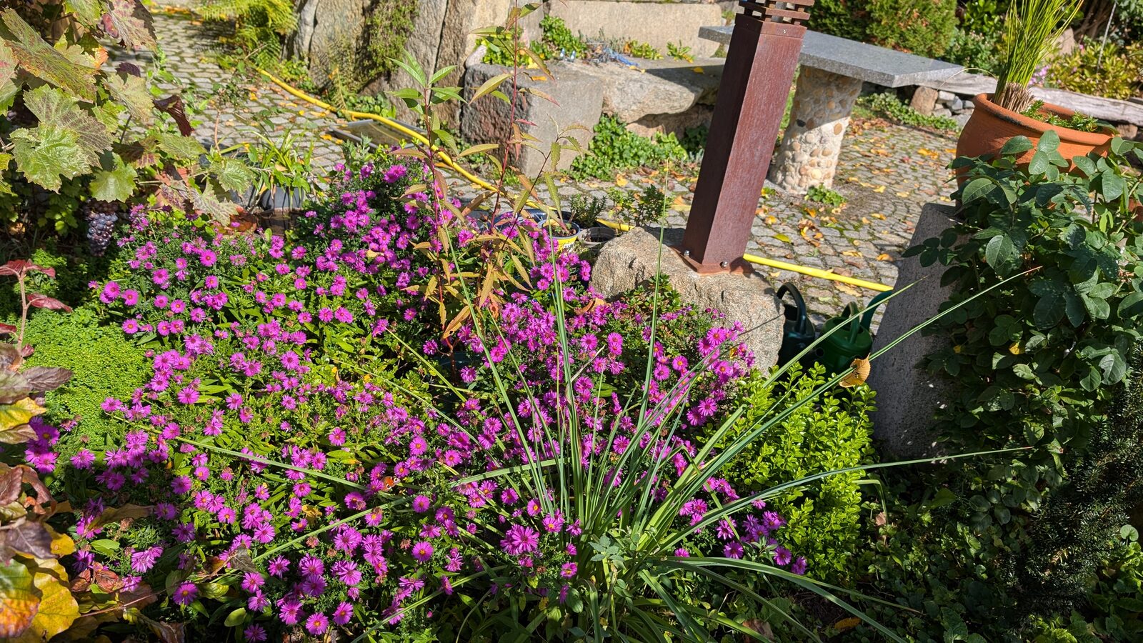 Aster