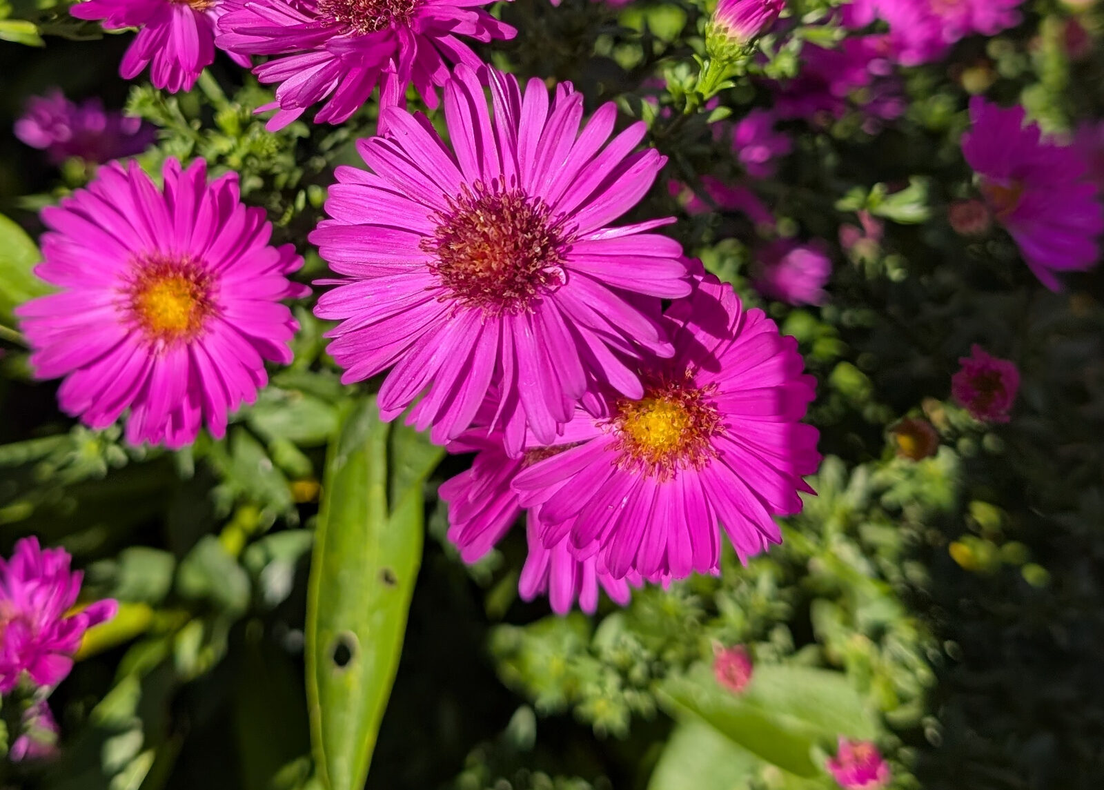 Aster