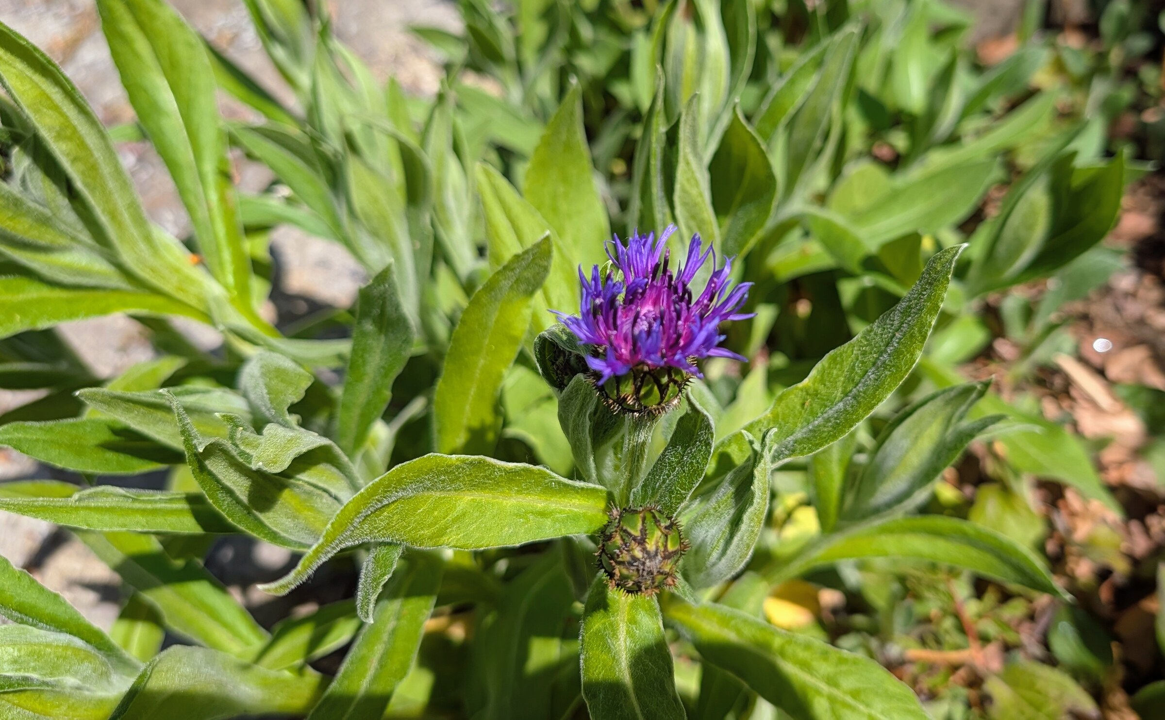 Bergflockenblume