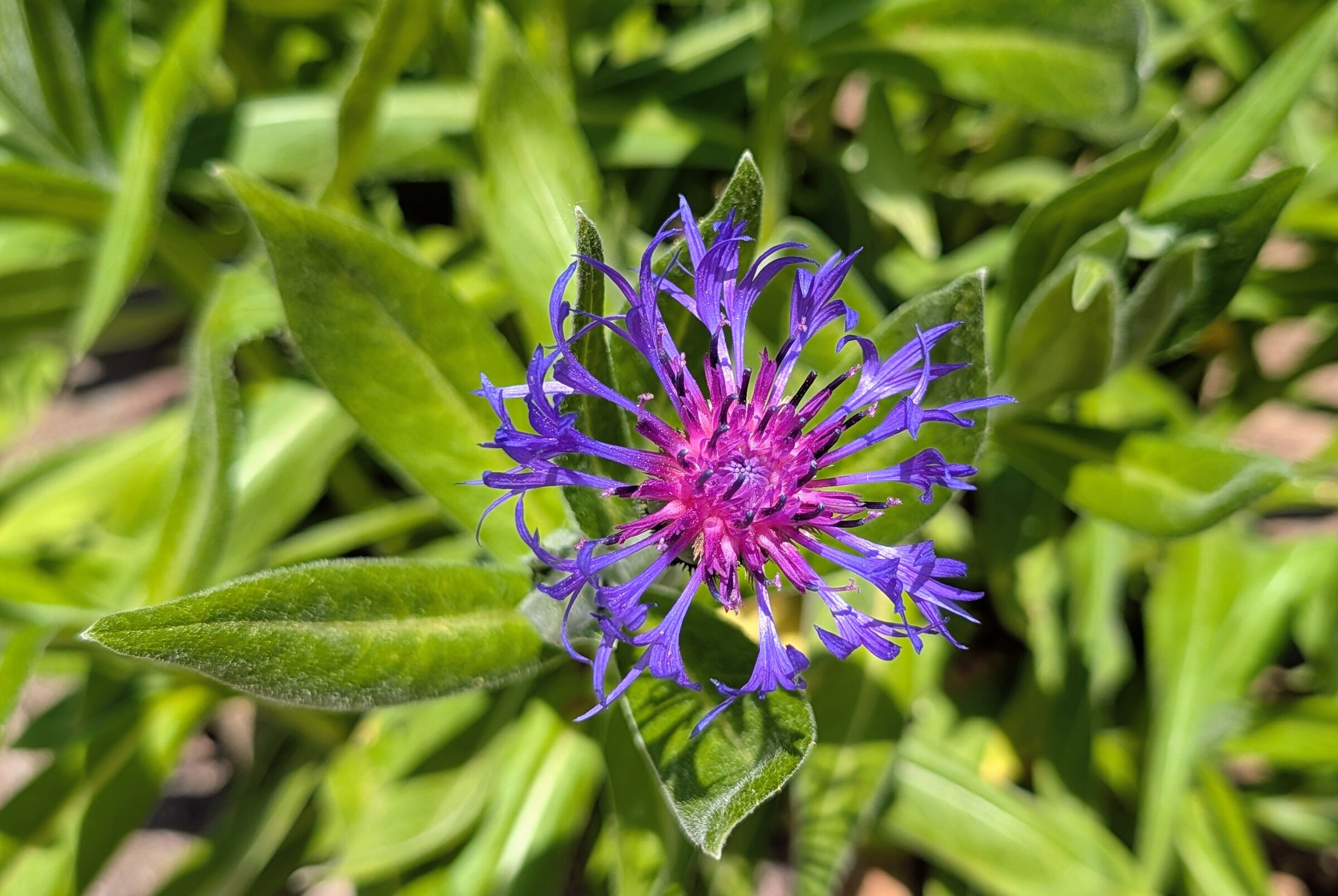 Bergflockenblume