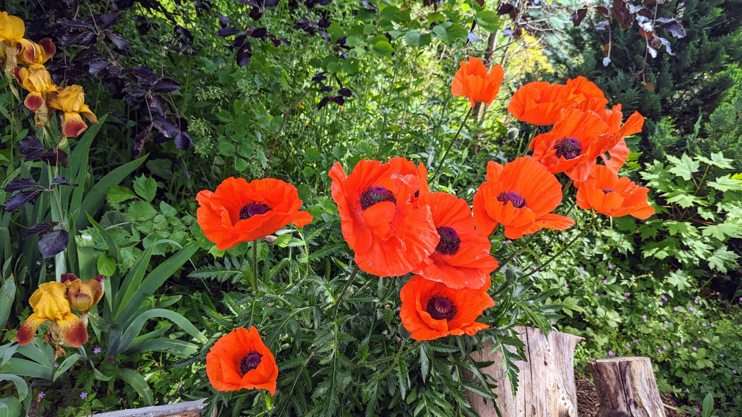 Mohn