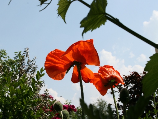 Mohn