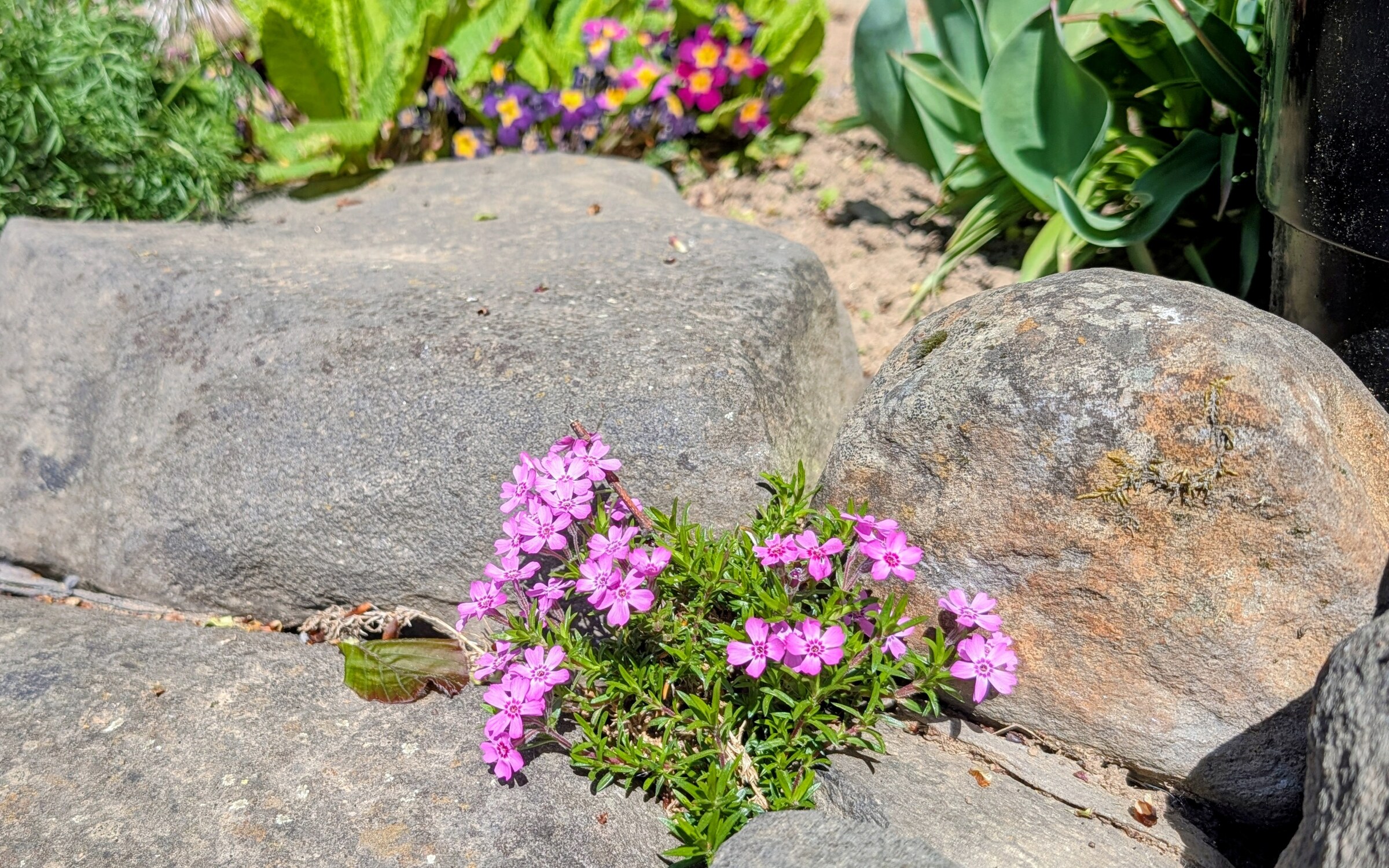 Teppich-Phlox