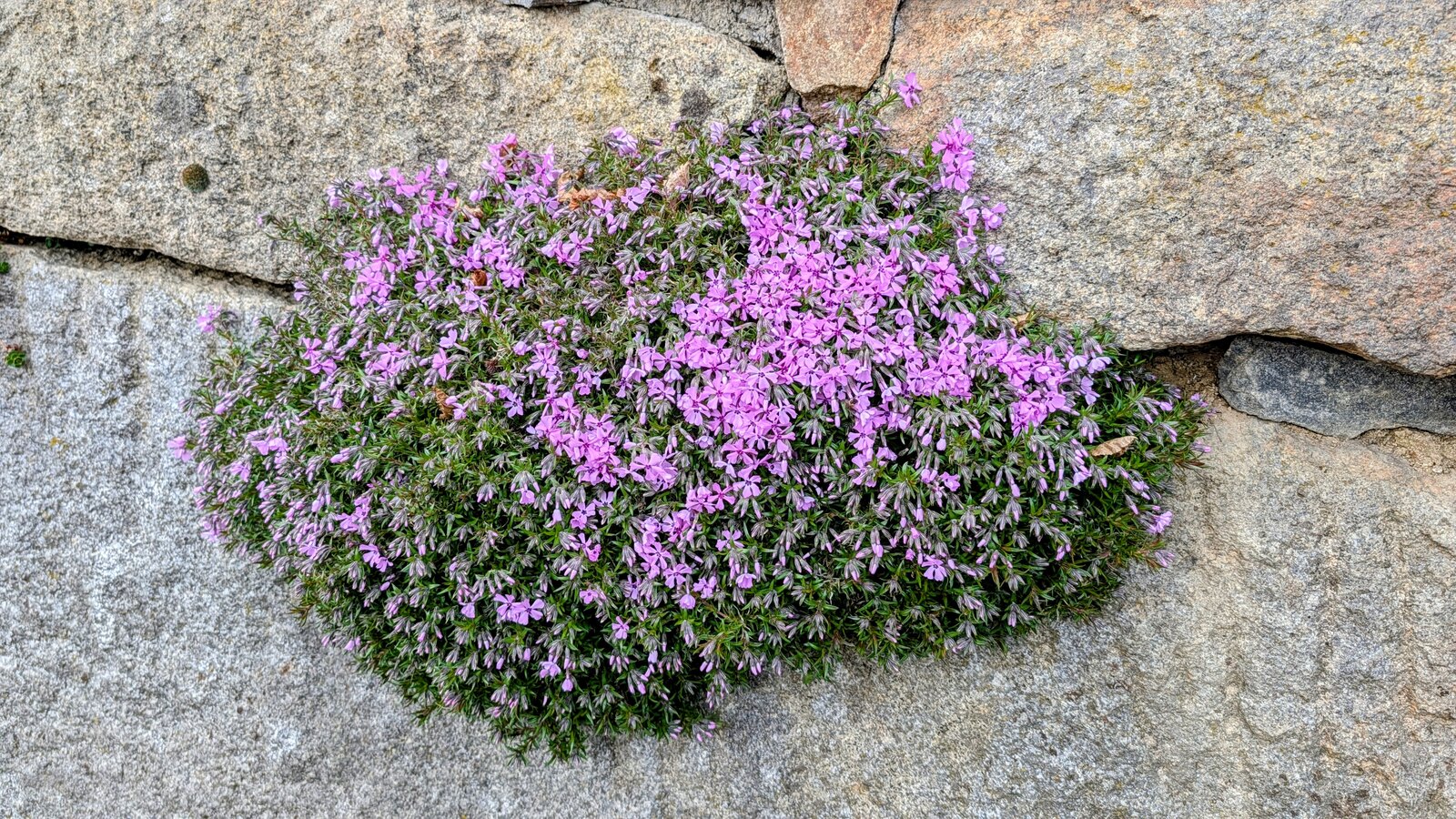 Teppich-Phlox