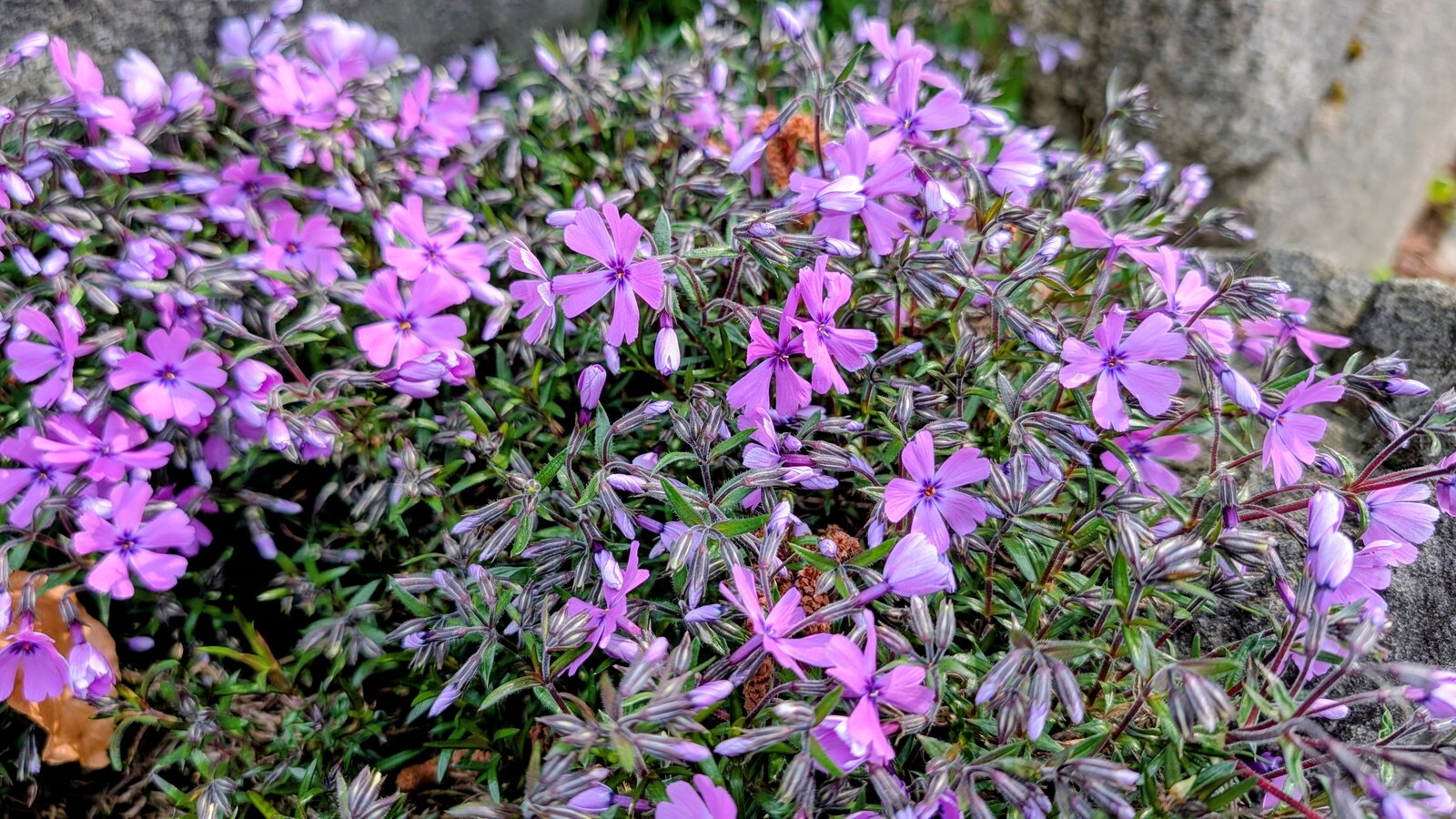 Teppich-Phlox