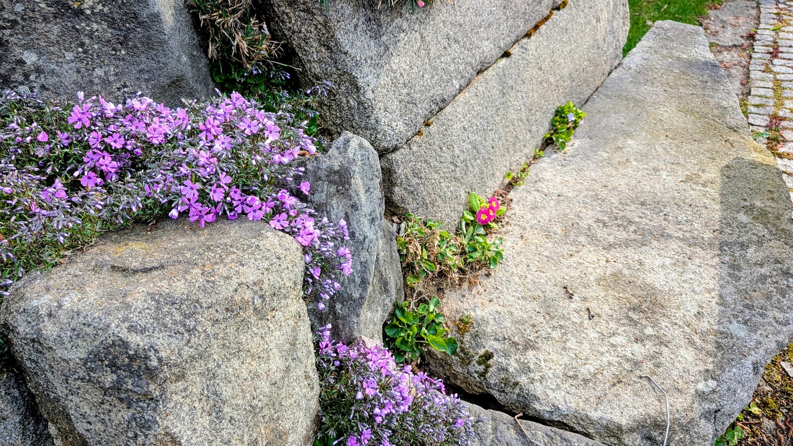 Teppich-Phlox