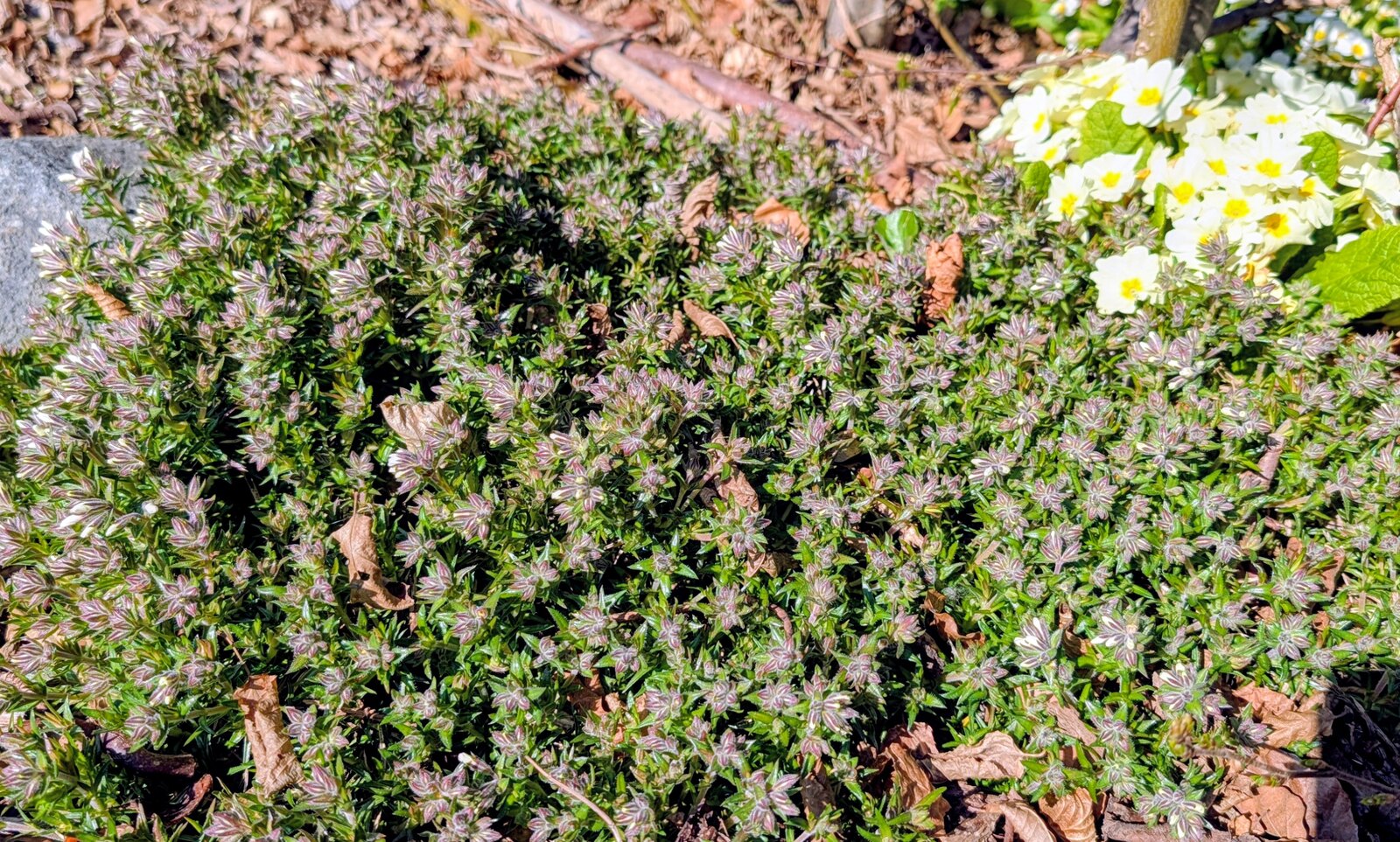Teppich-Phlox