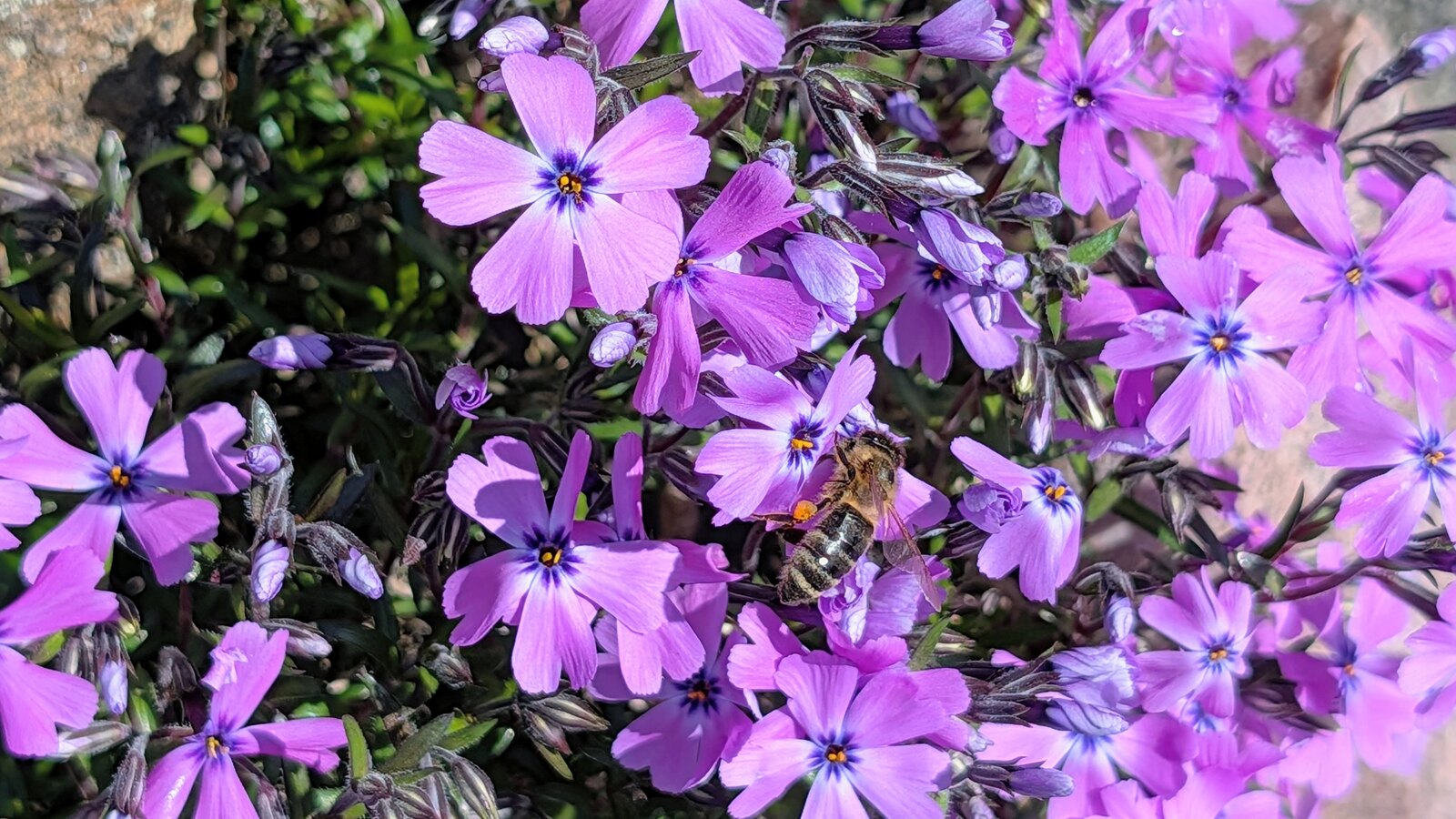 Teppich-Phlox