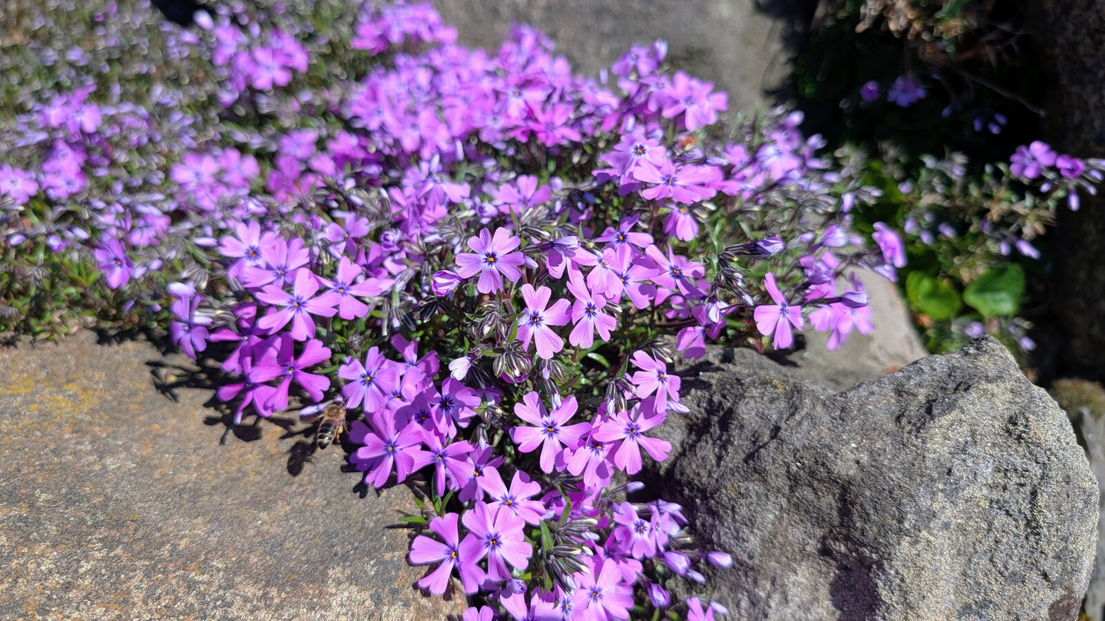 Teppich-Phlox