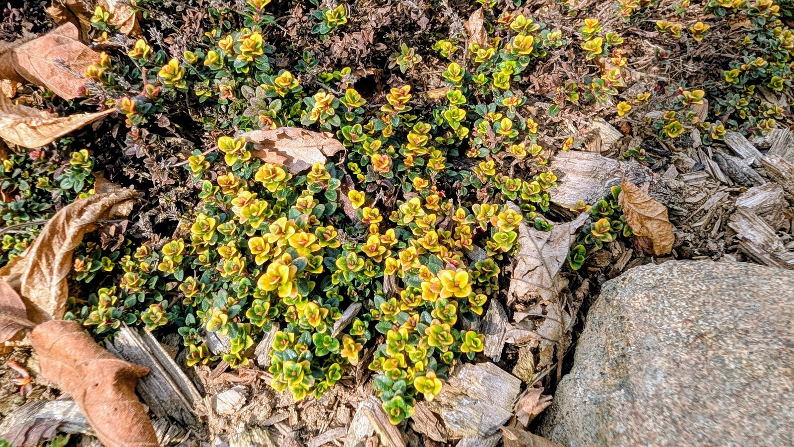 Thymian