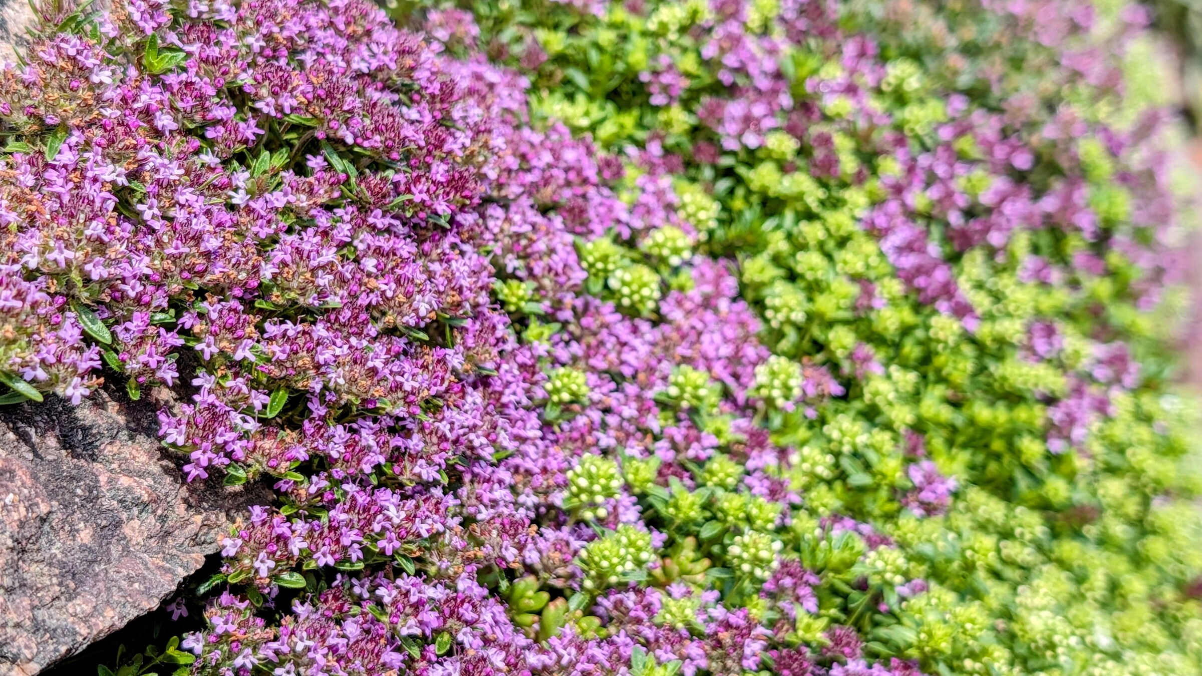 Thymian
