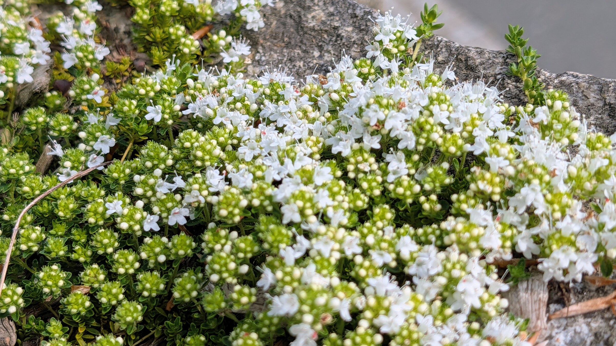 Thymian