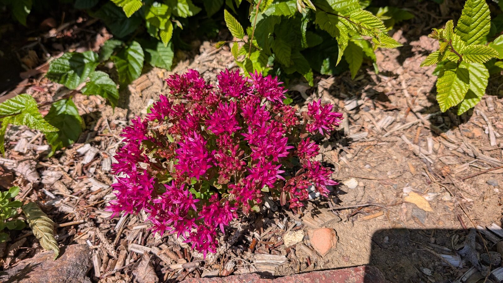 Teppichsedum / Asienfetthenne