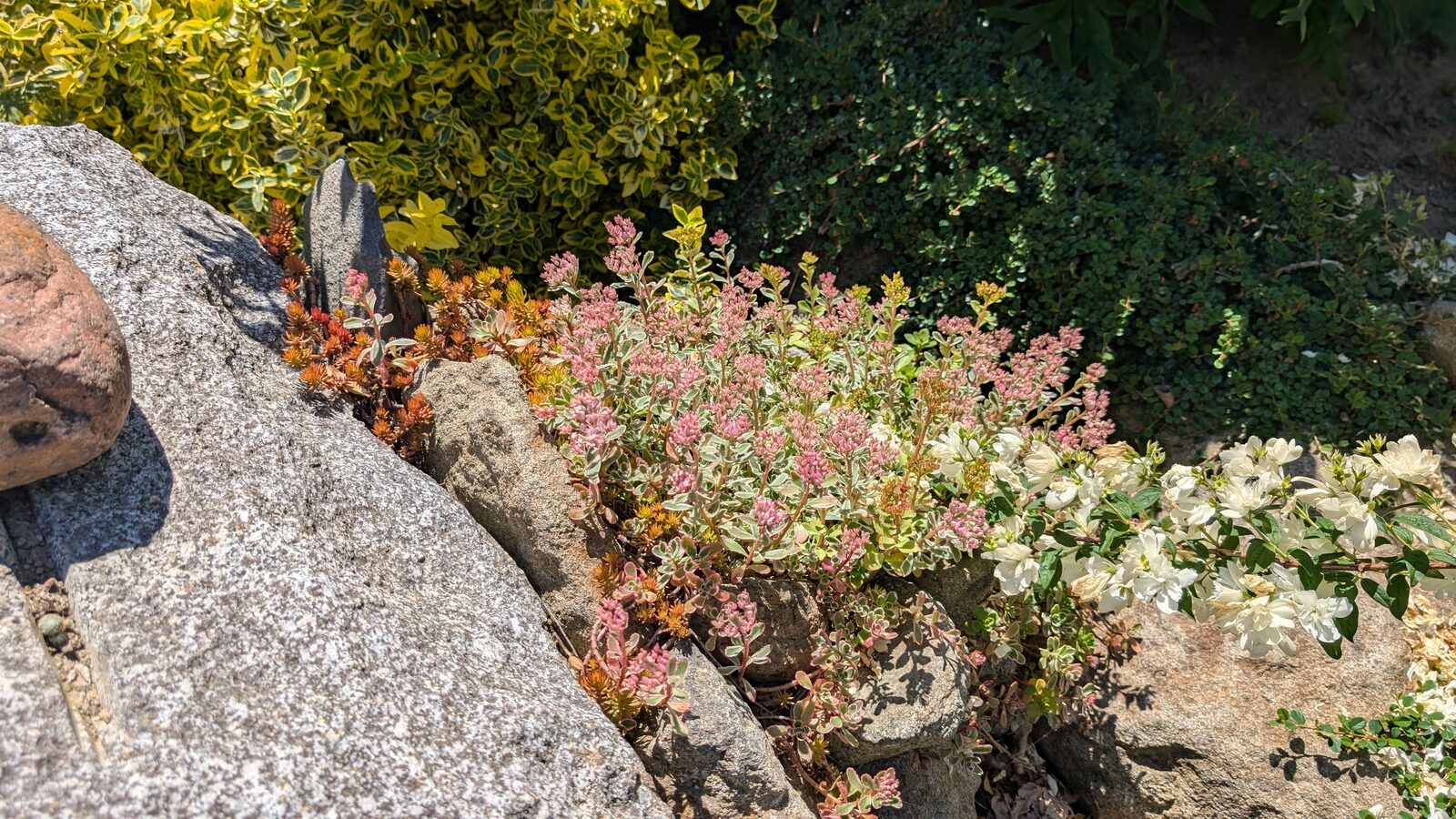Teppichsedum / Asienfetthenne