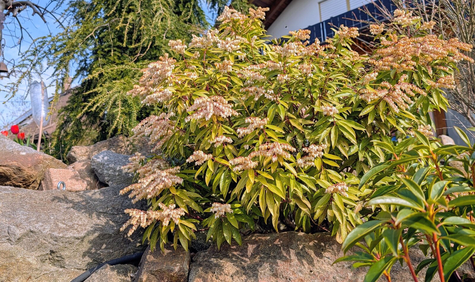 Japanische Schattenglöckchen