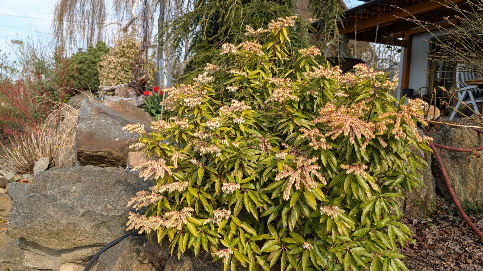 Japanische Schattenglöckchen